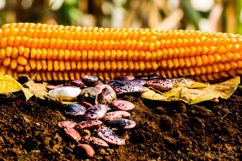 mais spinato gandino