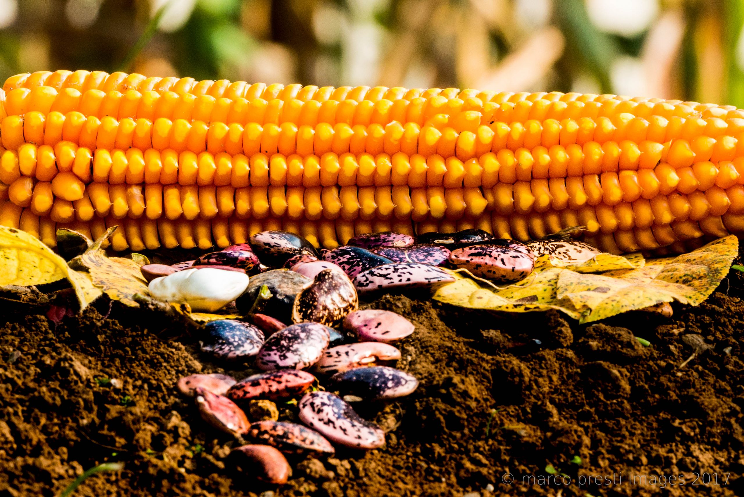 mais spinato gandino